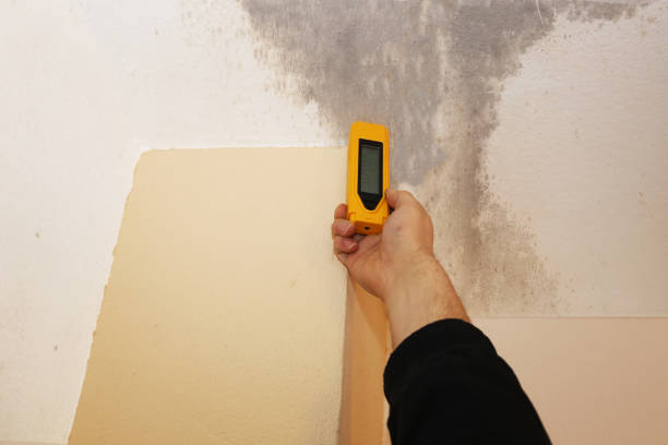 Best Mold Removal for HVAC Installations  in Haverhill, FL