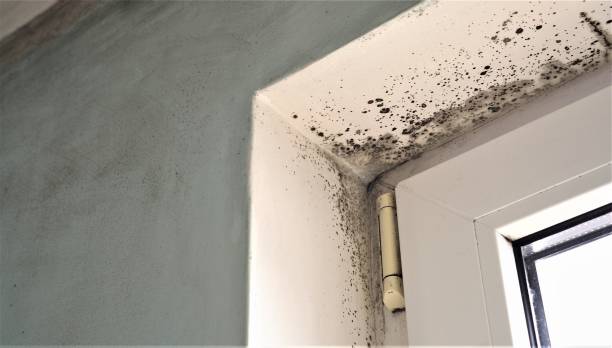 Best Mold-Related Health Consultation  in Haverhill, FL