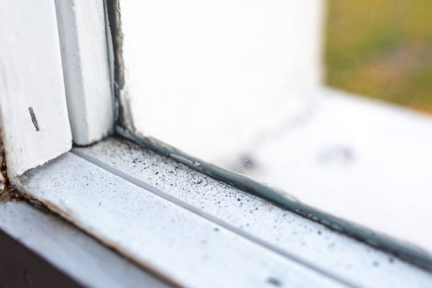 Best Mold Remediation for Rental Properties  in Haverhill, FL