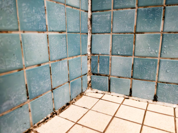 Best Water Damage & Mold Remediation  in Haverhill, FL