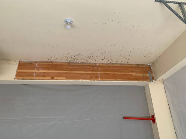 Dehumidification Services in Haverhill, FL