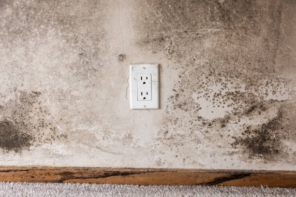 Best Environmental Consulting for Mold Prevention  in Haverhill, FL