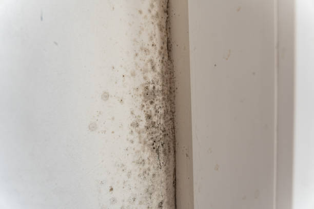 Best Dehumidification Services  in Haverhill, FL