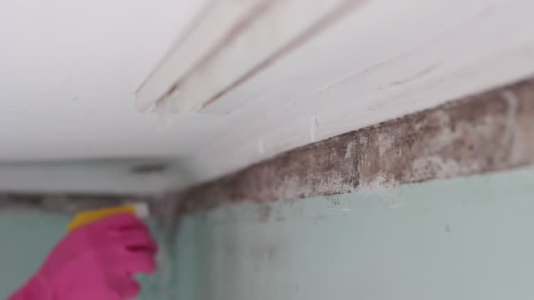 Best Crawl Space Mold Remediation  in Haverhill, FL