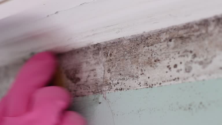 Best Emergency Mold Remediation  in Haverhill, FL